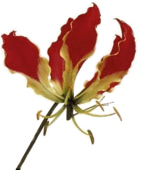 GLORIOSA ROTHSCHILDIANA