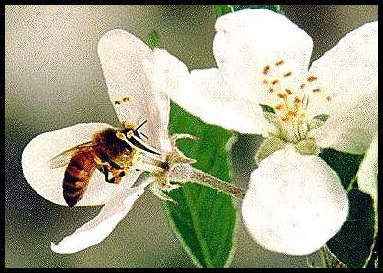 Apple blossom