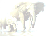 [ Elephants ]